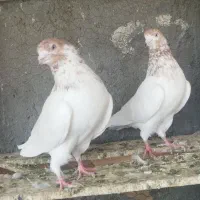 کله زرد نقش و پرشی کاشان