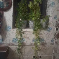 سلام سه عدد گلدان فقط ۲ملیون ۵۰۰ بامشتری کنارمیام
