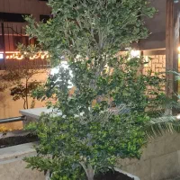 جفت یاس هلندی ارتفاع ۲۴۰cm با گلدان