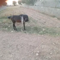 اسب|اسب و تجهیزات اسب‌سواری|گتوند, |دیوار