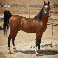 اسب دارم معاوضه میکنم بازمین یا،موتور