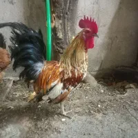 فروشی خروس