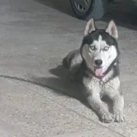 سگ هاسکی