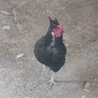 مرغ سیاه
