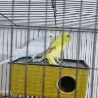 مرغ عشق(معاوضه باقناری دارم