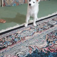 توله سگ پامر
