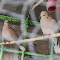 کپوت