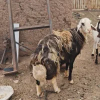 قوچ پوست گاوی