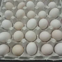 تخم مرغ محلی