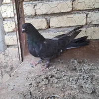 کبوتراصفهانی