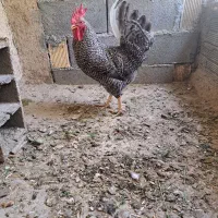 خروس کوکب