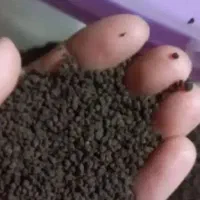 چایی کله مورچه ای درجه یک بشرط بو طعم دسته اول