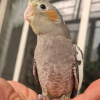 عروس هلندی 3 ماهه سالم و باهوش