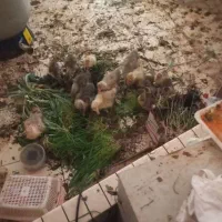 جوجه غاز اوکراینی یک روزه