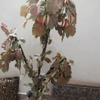 درختچه
