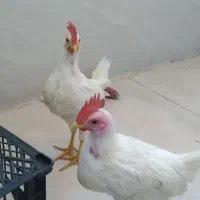 جوجه خروس سفید