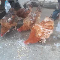 مرغ تخمگذار محلی
