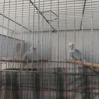 یک جفت مرغ عشق بالغ