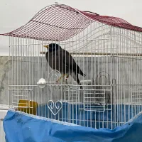 مینا با قفس