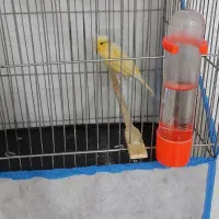 قناری دهن سهره