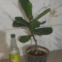 گل فیکوس لیراتا، گل تاتوره، گل لدبوریا، گل افوربیا