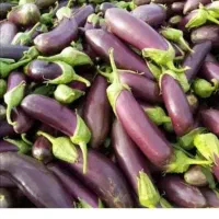 بادمجان ابرکوه شیرین وخوشمزه و تازه