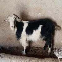 بز شهرکرد نمونه