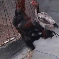 لاری|حیوانات مزرعه|کرمانشاه, |دیوار