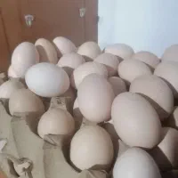 تخم مرغ محلی تازه