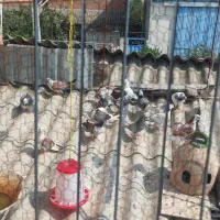تعداد 25عدد کبوتر پرشی (گرو)ساعت بالا عمده ۱۵ میل