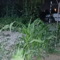 زمین و باغ
