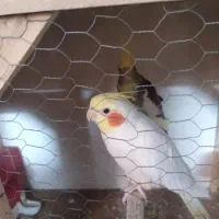 2جفت عروس هلندی آگهی رو بخون