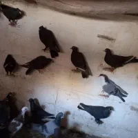 ۳۴کبوتر چاشنی