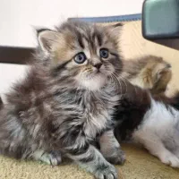 بچه گربه بریتیش