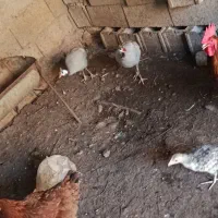 مرغ شاخدار درجه یک نر و ماه