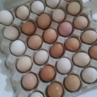 تخم محلیی