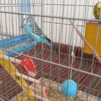 مرغ عشق