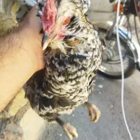 تخم مرغ نطفه دارتضمینی