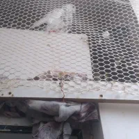 کفتر