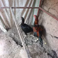 مرغ و خروس لاری