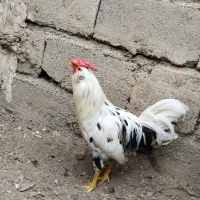 خروس گلین پنگوئنی اصل جوان