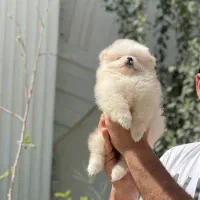 سگ پامرانین خرسی تیکاپ