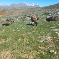 برنر فروشی