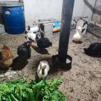 ۸عدد خرگوش نر و ماده