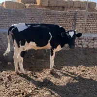 تلیسه