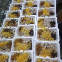 پیک پیاده