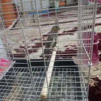 طوطی عروس پاریس