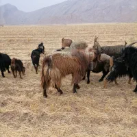 پازن،دوبر