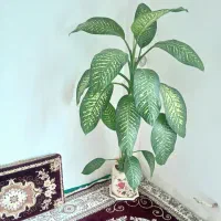 گل زیبا وسرحال