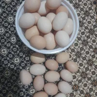 تخم مرغ
